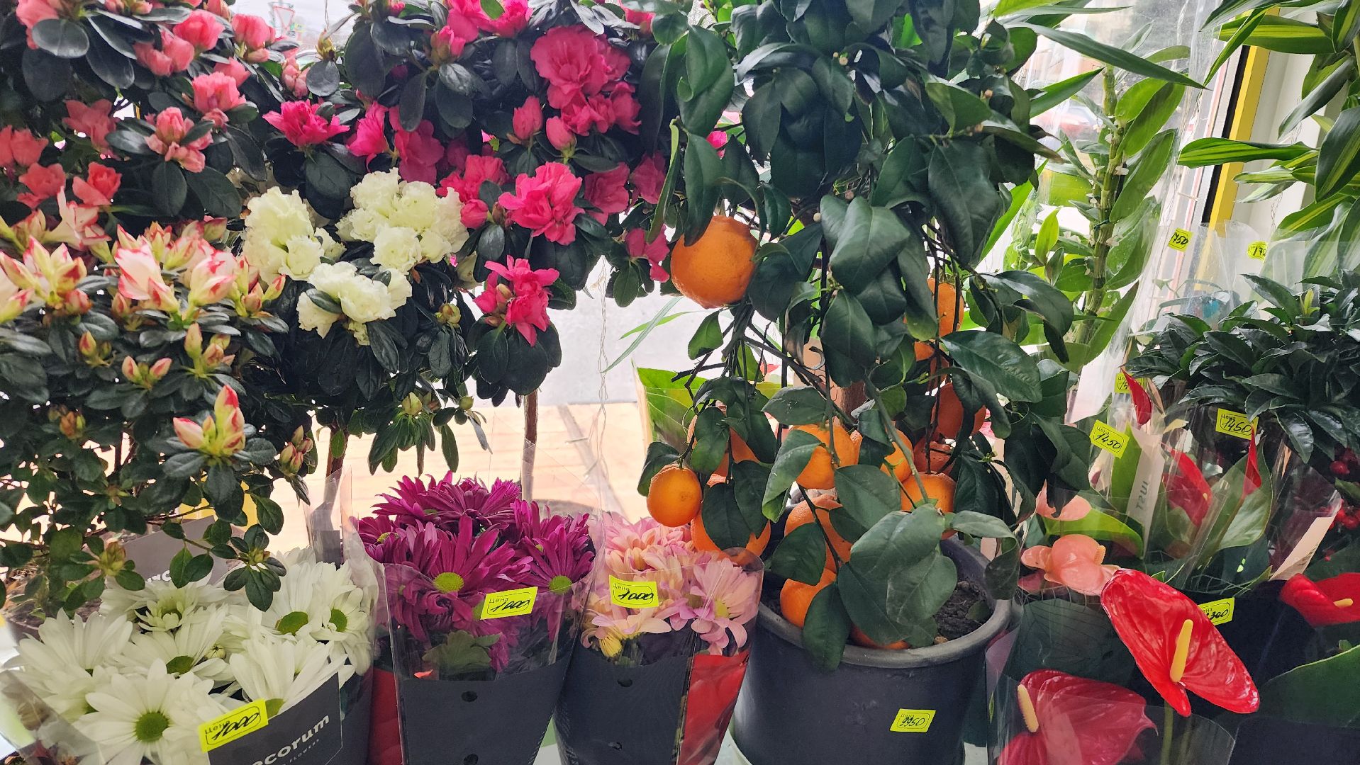 Бронницы, Цветы к 8 марта, Мужчины выбирают цветы,