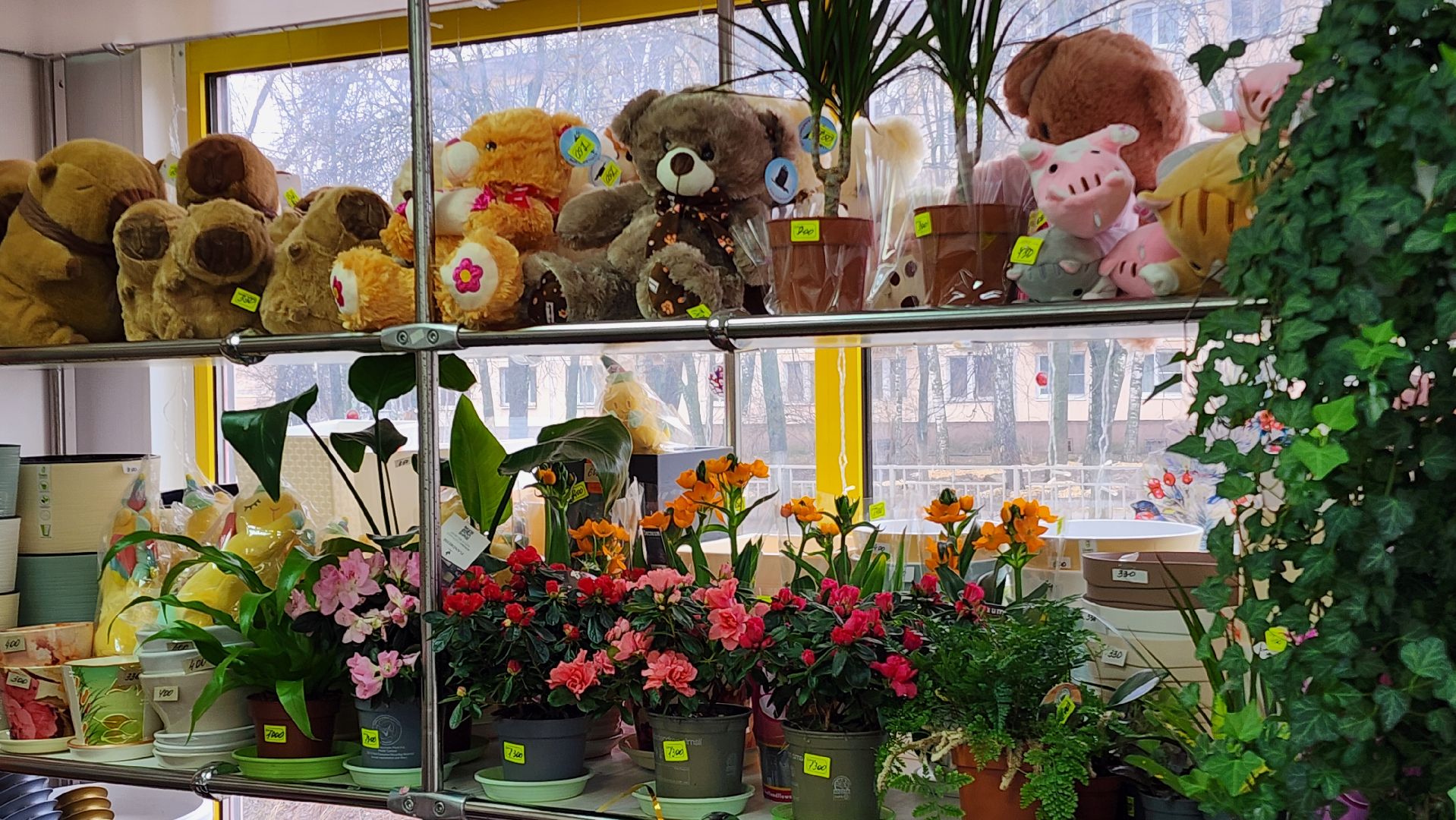 Бронницы, Цветы к 8 марта, Мужчины выбирают цветы,