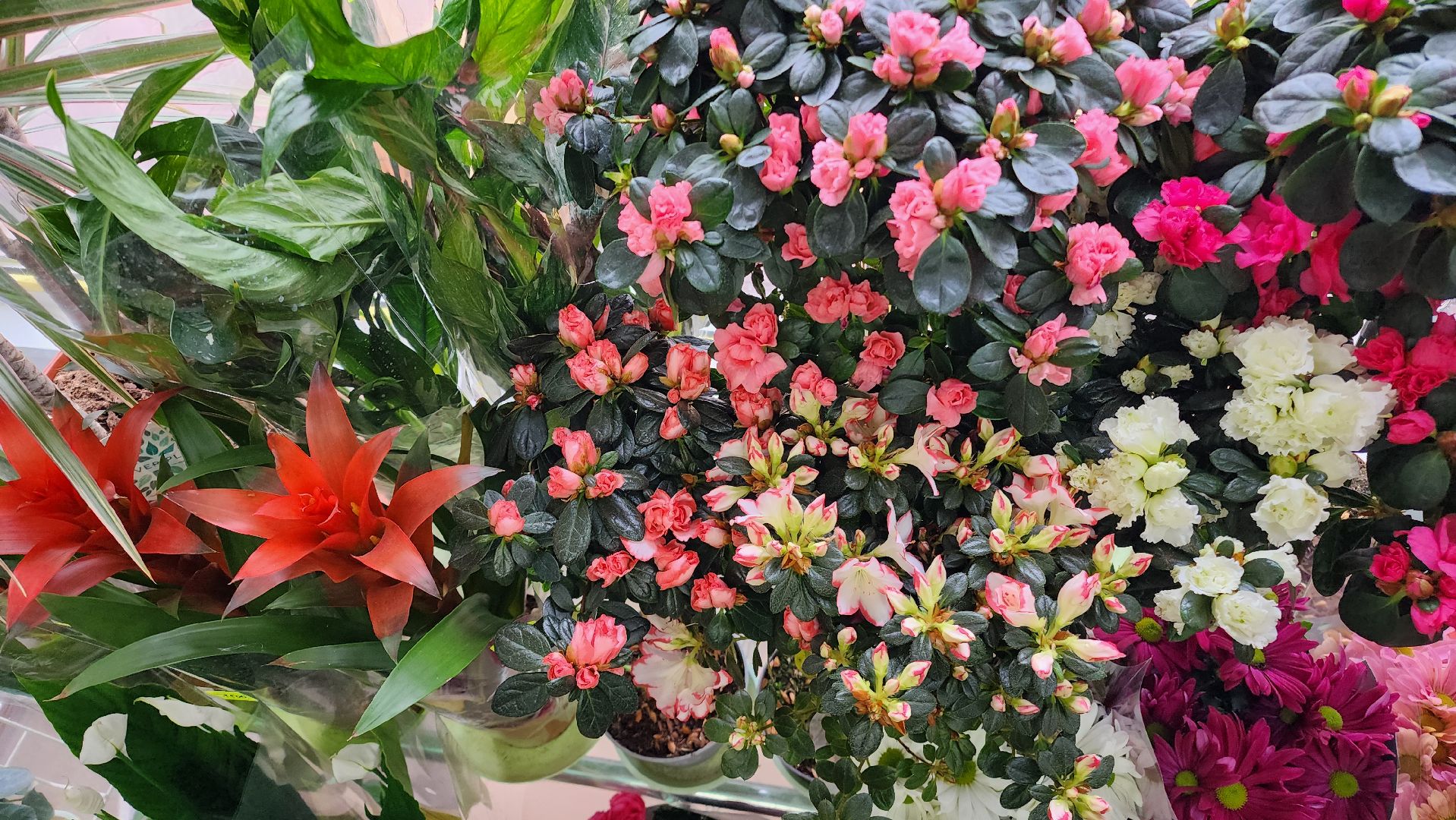 Бронницы, Цветы к 8 марта, Мужчины выбирают цветы,