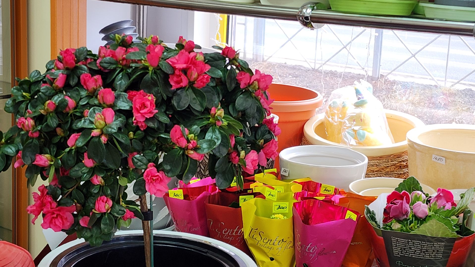 Бронницы, Цветы к 8 марта, Мужчины выбирают цветы,