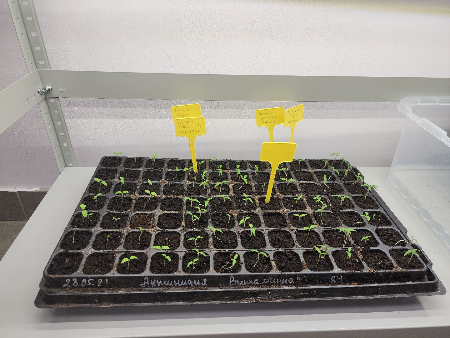 пущино, серпухов, образование, глава серпухова,