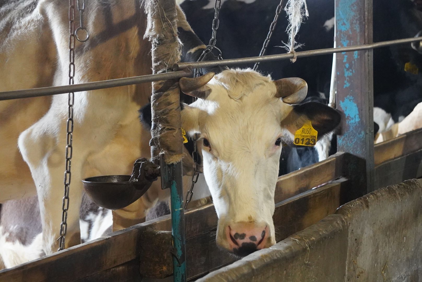 павловский посад, экономика, сельское хозяйство,