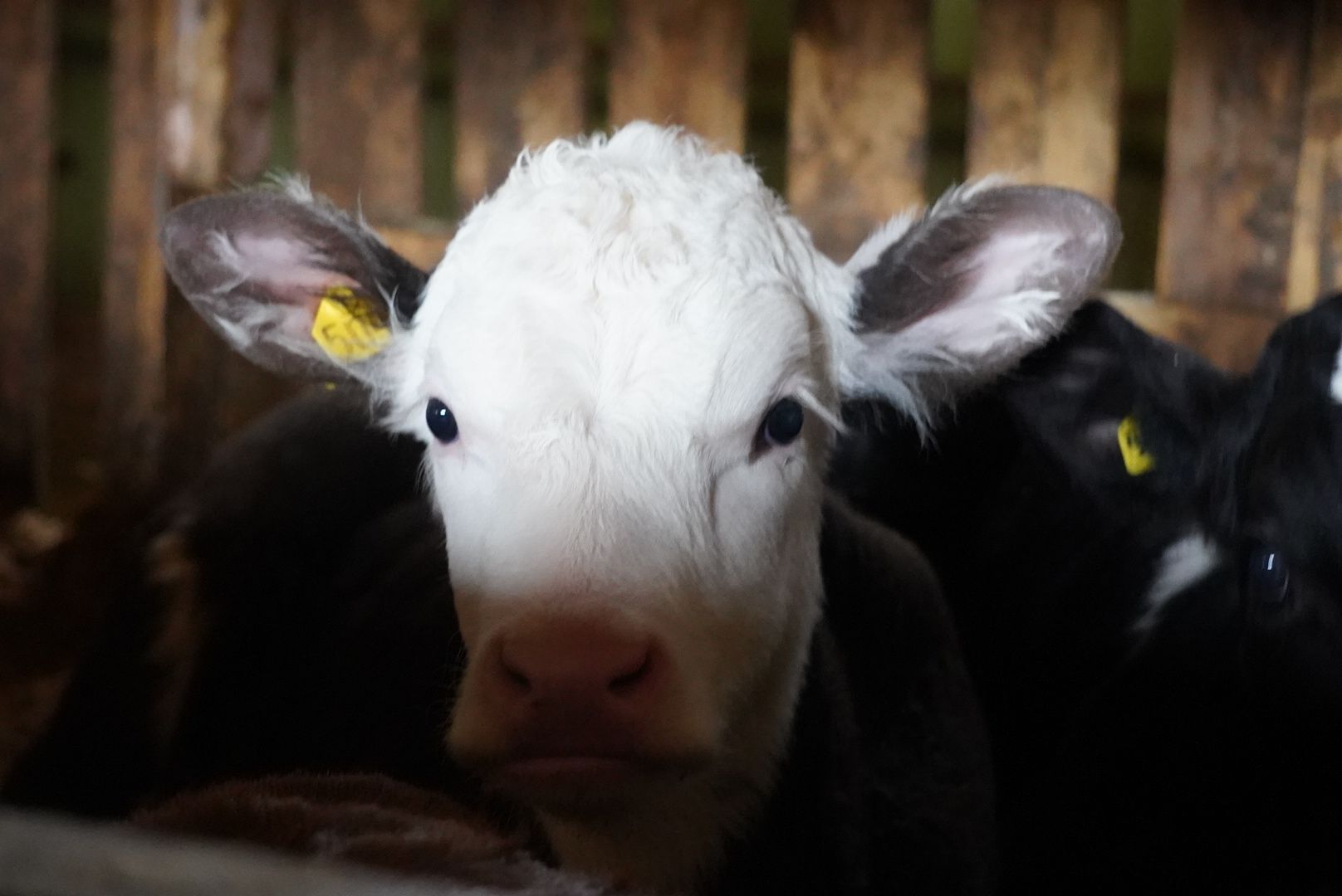 павловский посад, экономика, сельское хозяйство,