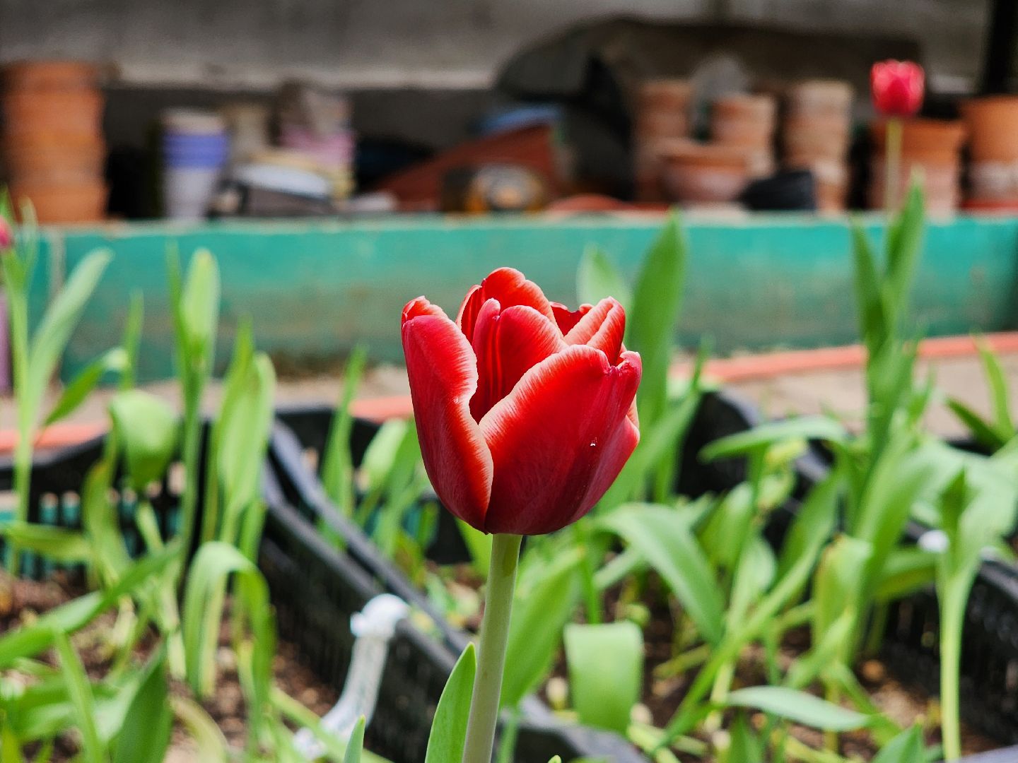 Тюльпаны, Наука, Теплица, Истра,8 марта,