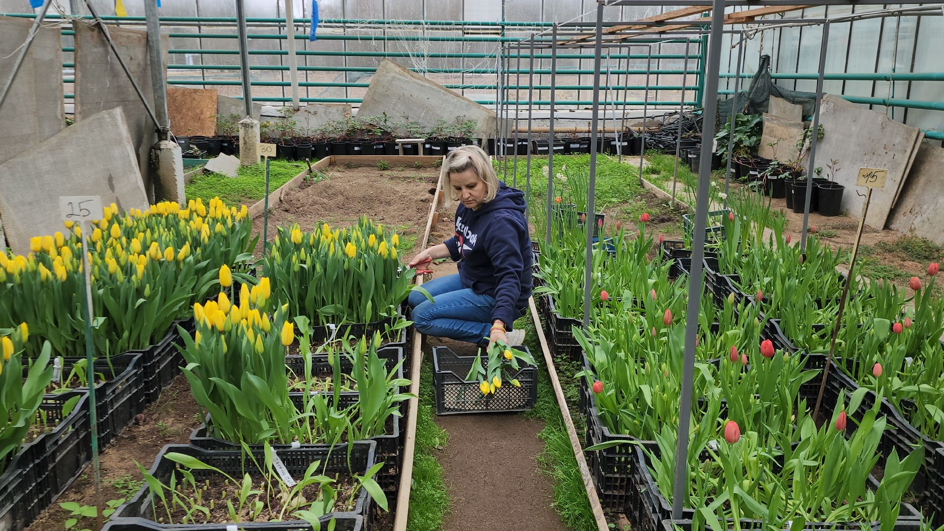 Тюльпаны, Наука, Теплица, Истра,8 марта,