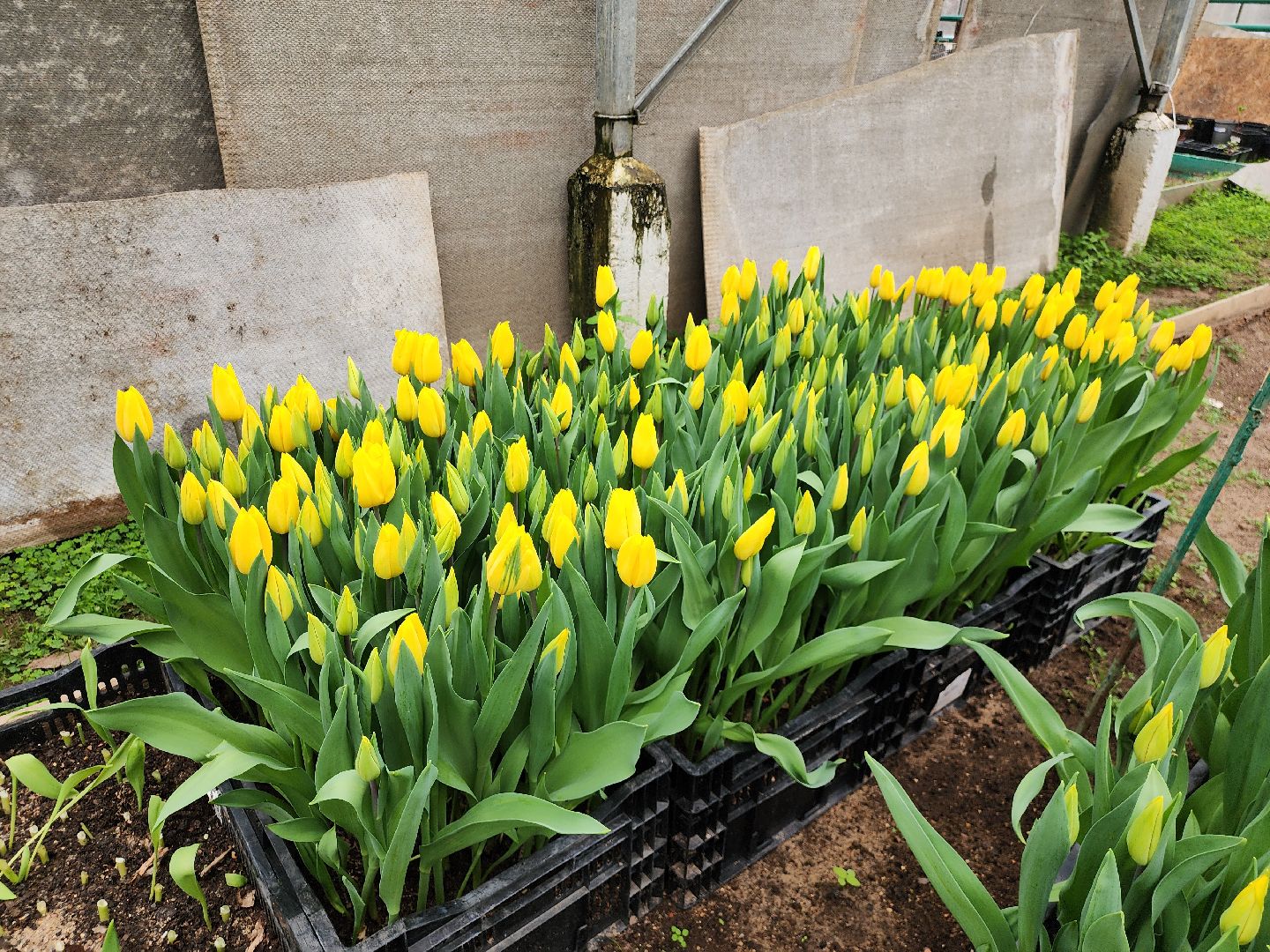 Тюльпаны, Наука, Теплица, Истра,8 марта,