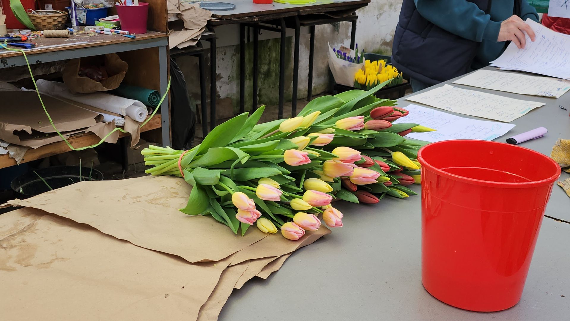 Тюльпаны, Наука, Теплица, Истра,8 марта,