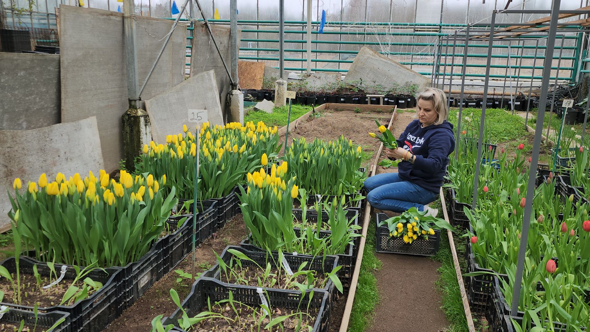 Тюльпаны, Наука, Теплица, Истра,8 марта,