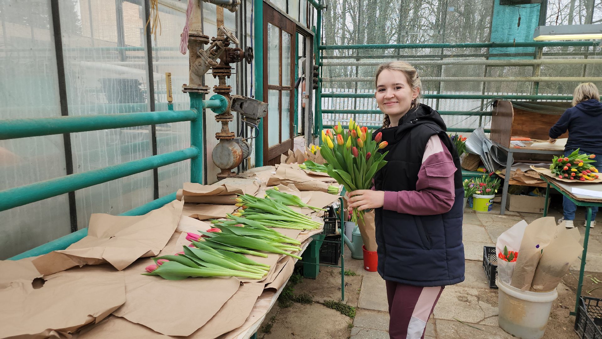 Тюльпаны, Наука, Теплица, Истра,8 марта,