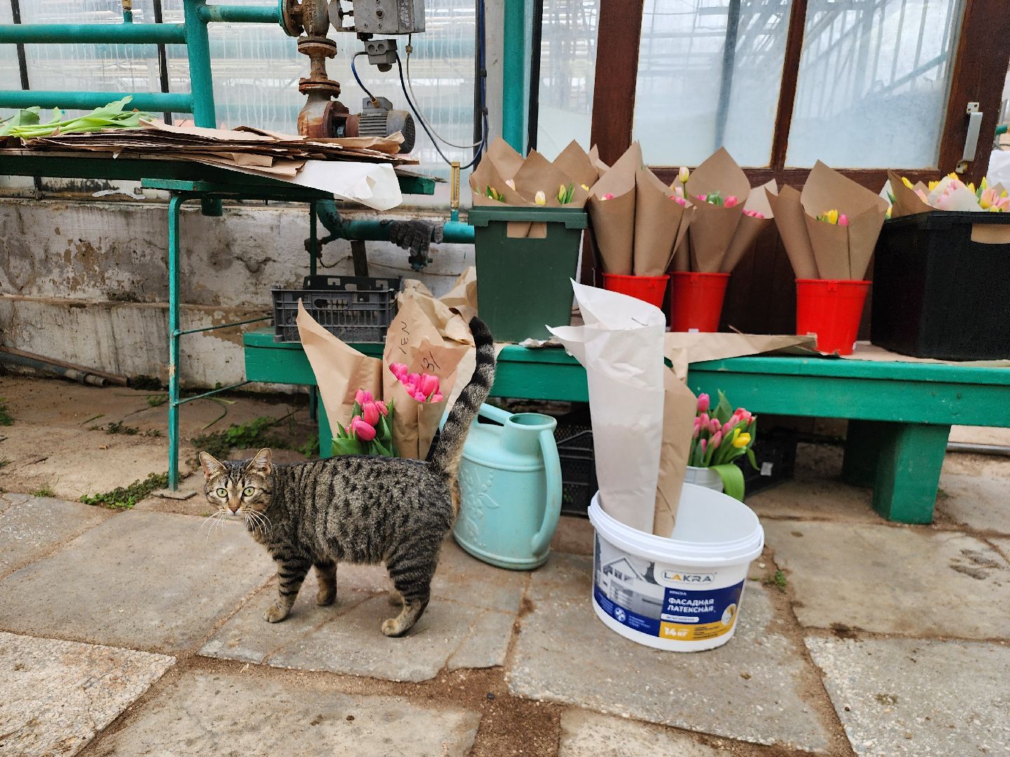 Тюльпаны, Наука, Теплица, Истра,8 марта,