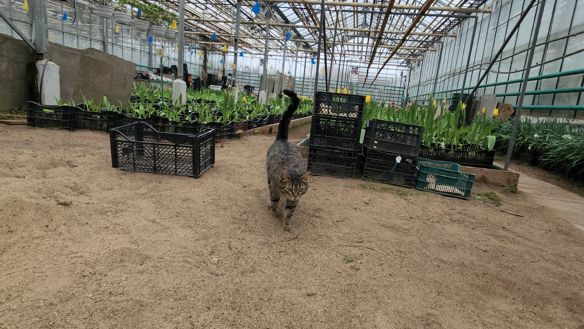 Тюльпаны, Наука, Теплица, Истра,8 марта,