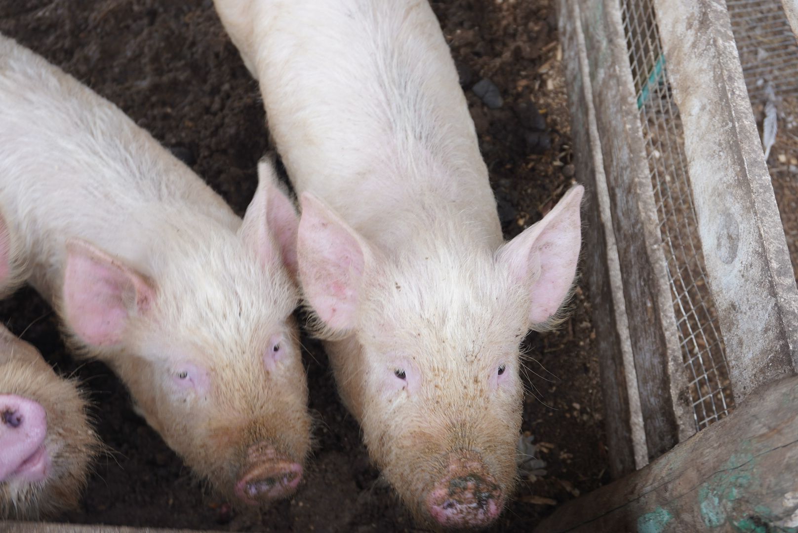 павловский посад, туризм, парк,