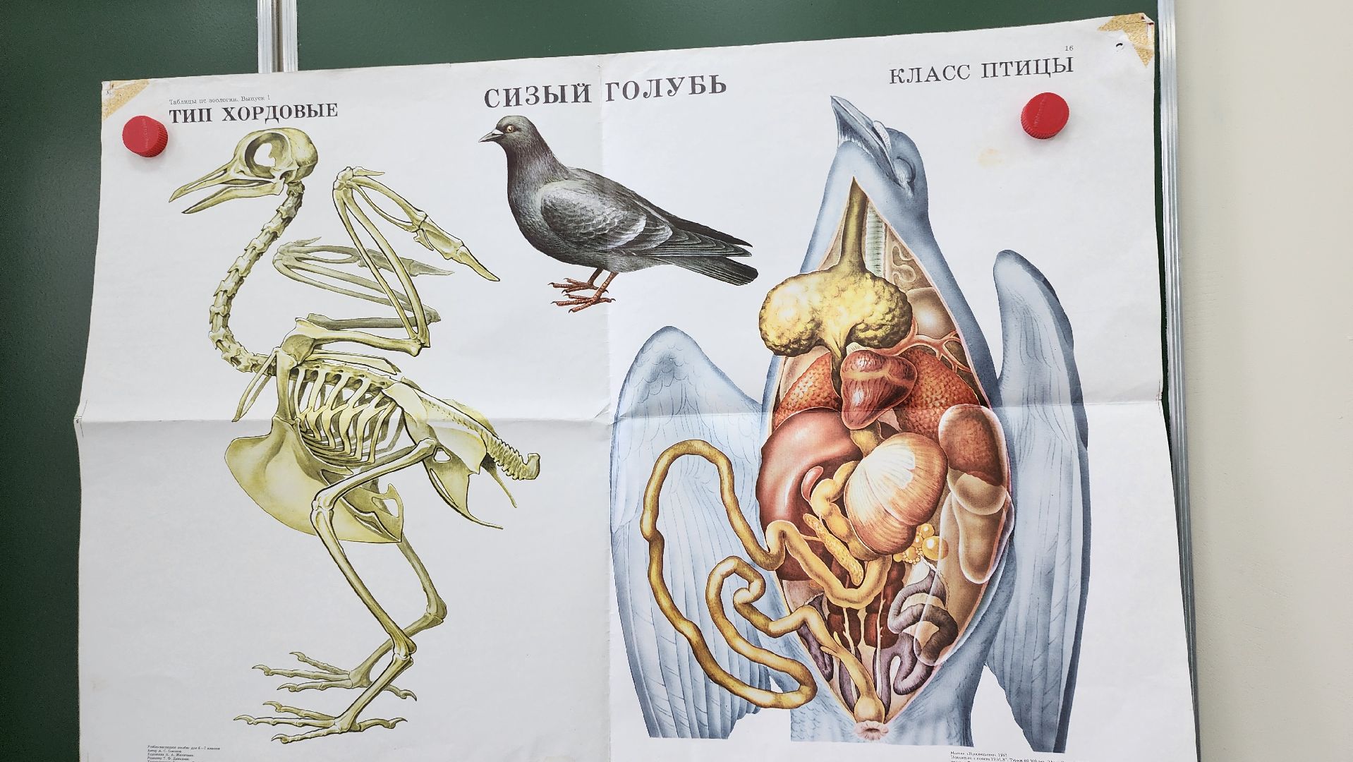 точка роста, руза, Образование, Школа, Биология,