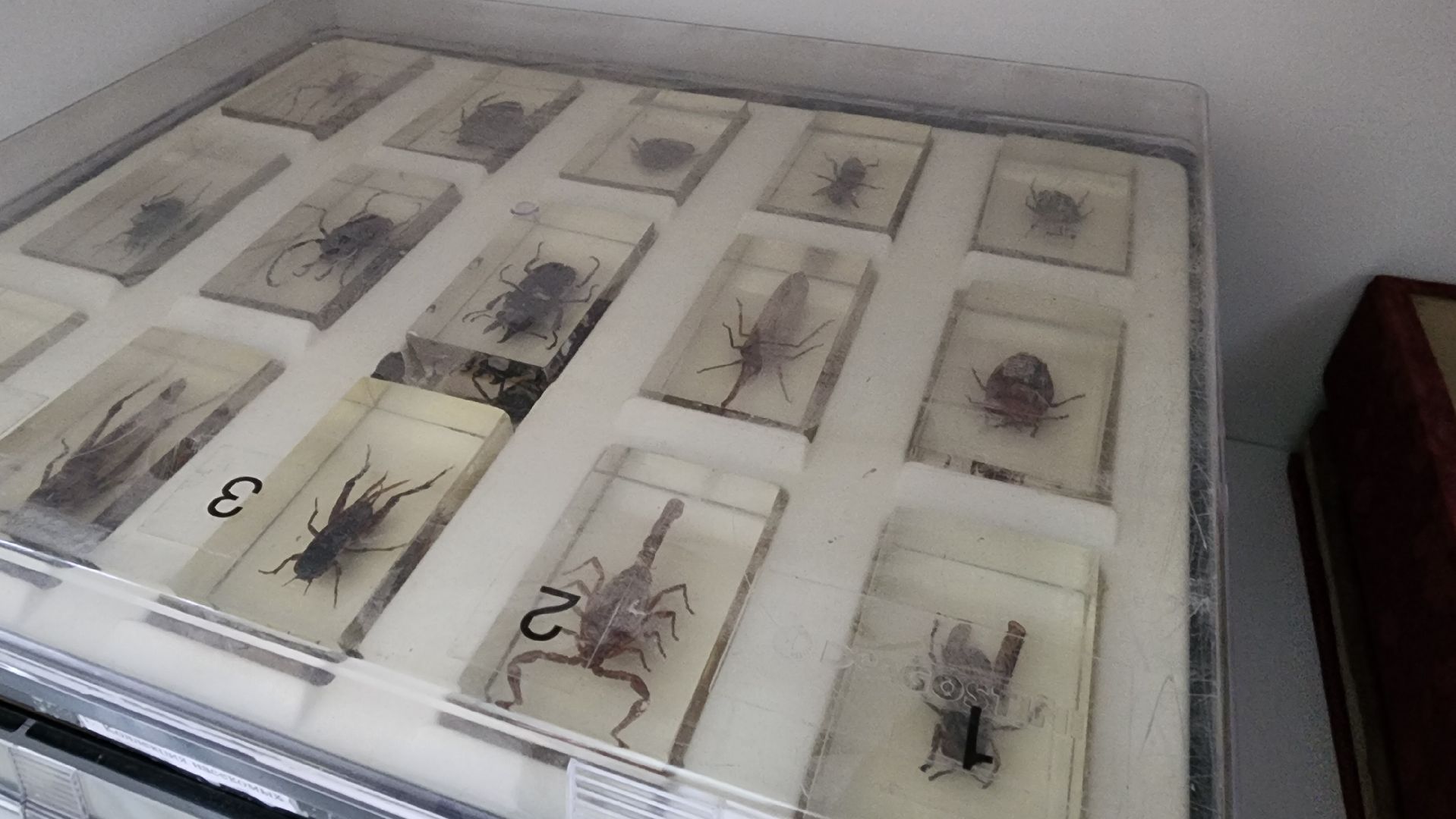 точка роста, руза, Образование, Школа, Биология,