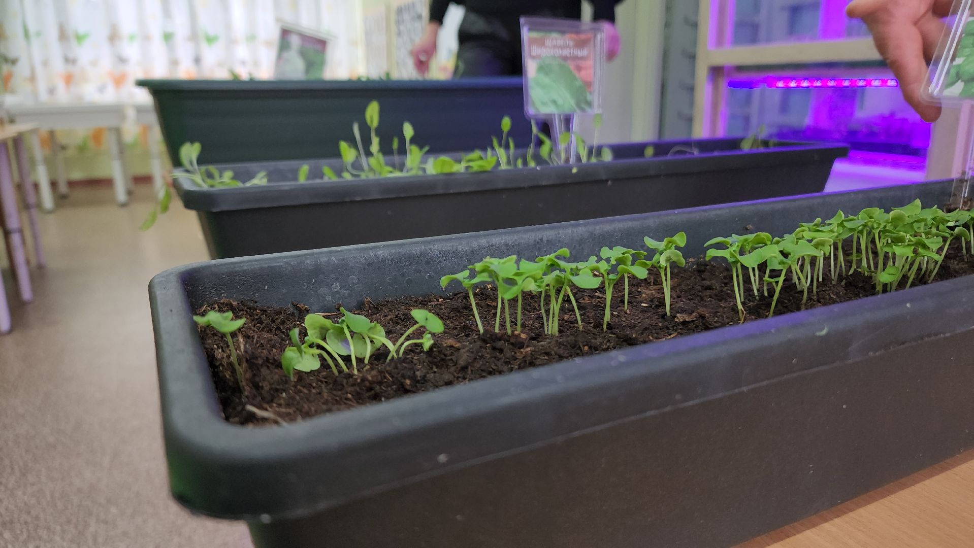 ступино, образование, предшкола, агрономия,