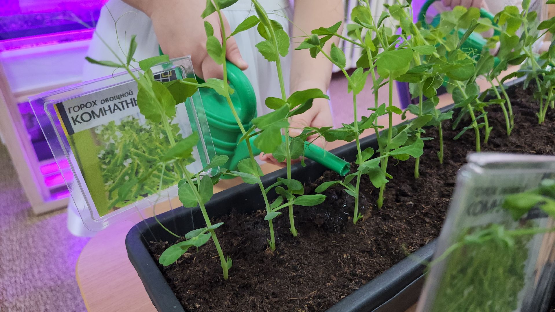 ступино, образование, предшкола, агрономия,