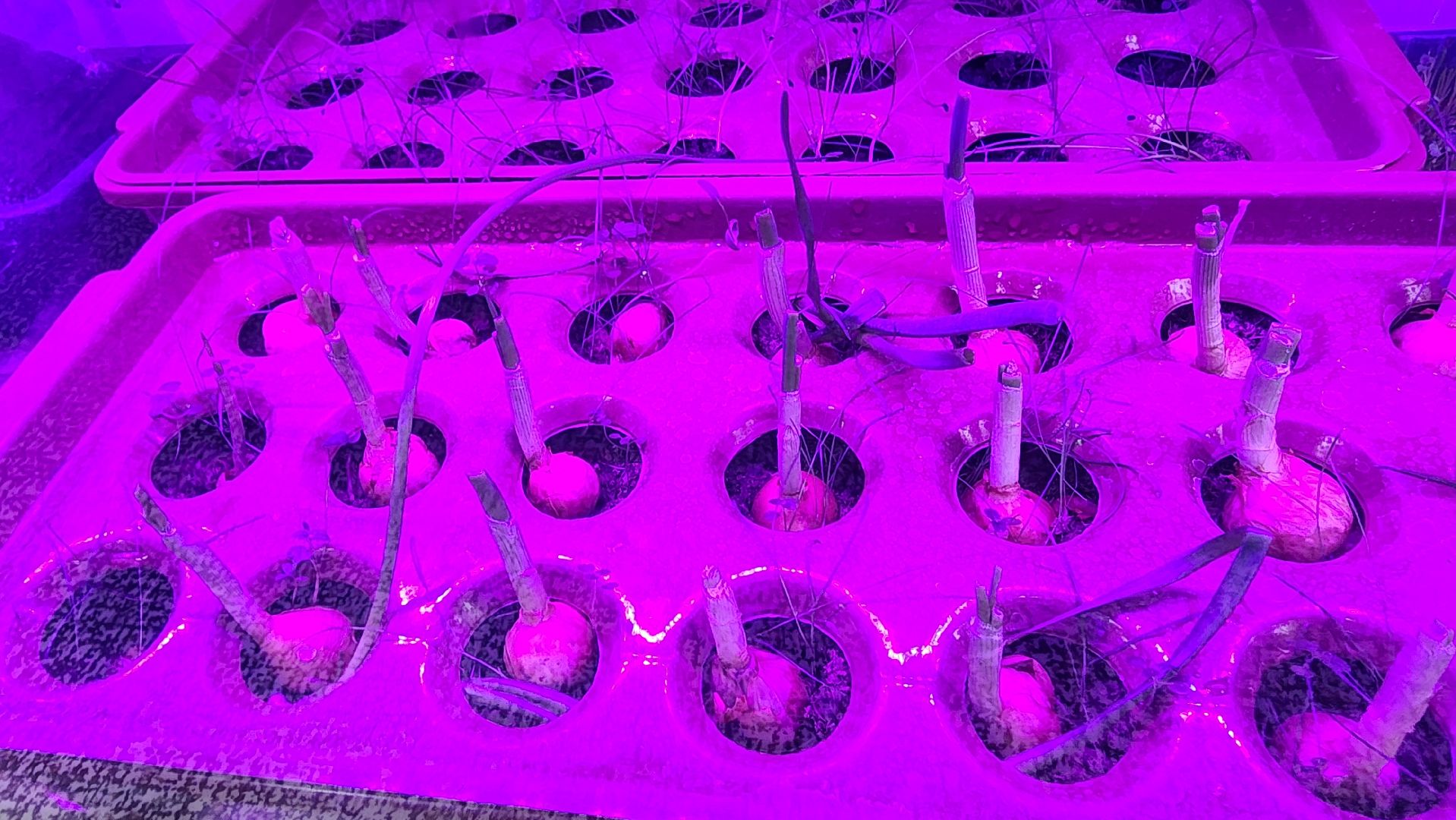 ступино, образование, предшкола, агрономия,