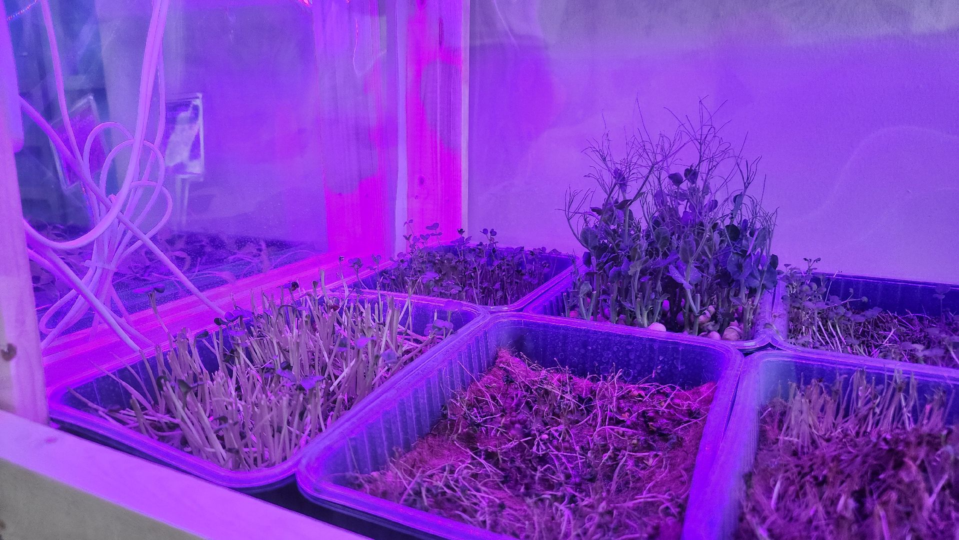 ступино, образование, предшкола, агрономия,