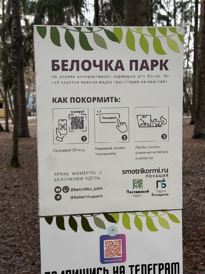 белки, парк, технологии, кормушки, балашиха