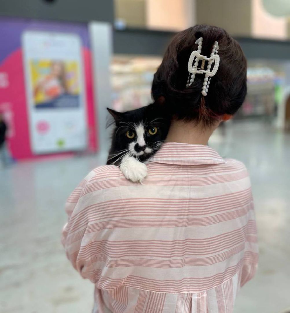 пушкино, волонтерская деятельность, бездомные животные,кошки, собаки, зоопространство,