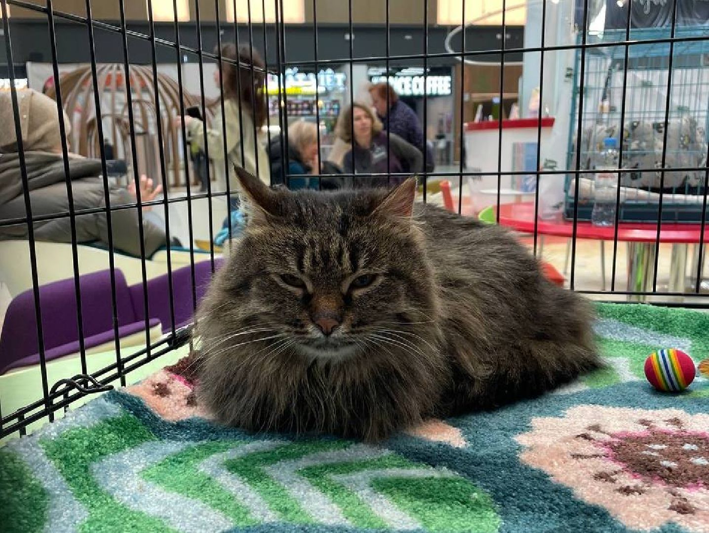 пушкино, волонтерская деятельность, бездомные животные,кошки, собаки, зоопространство,