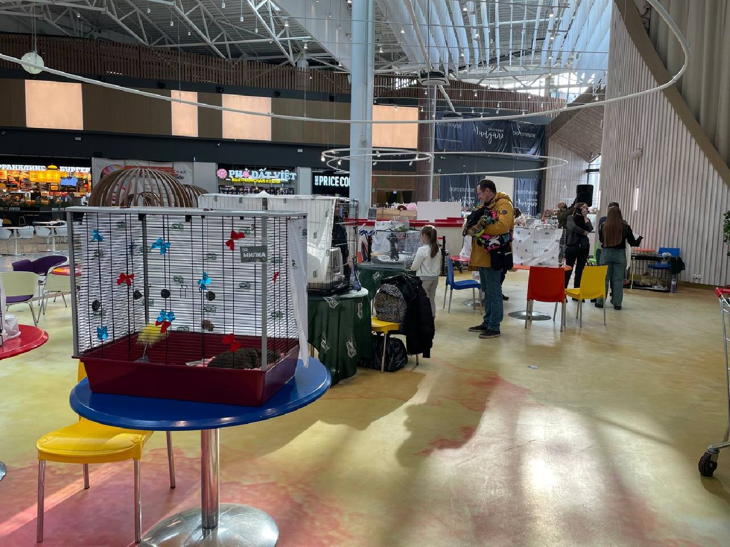 пушкино, волонтерская деятельность, бездомные животные,кошки, собаки, зоопространство,