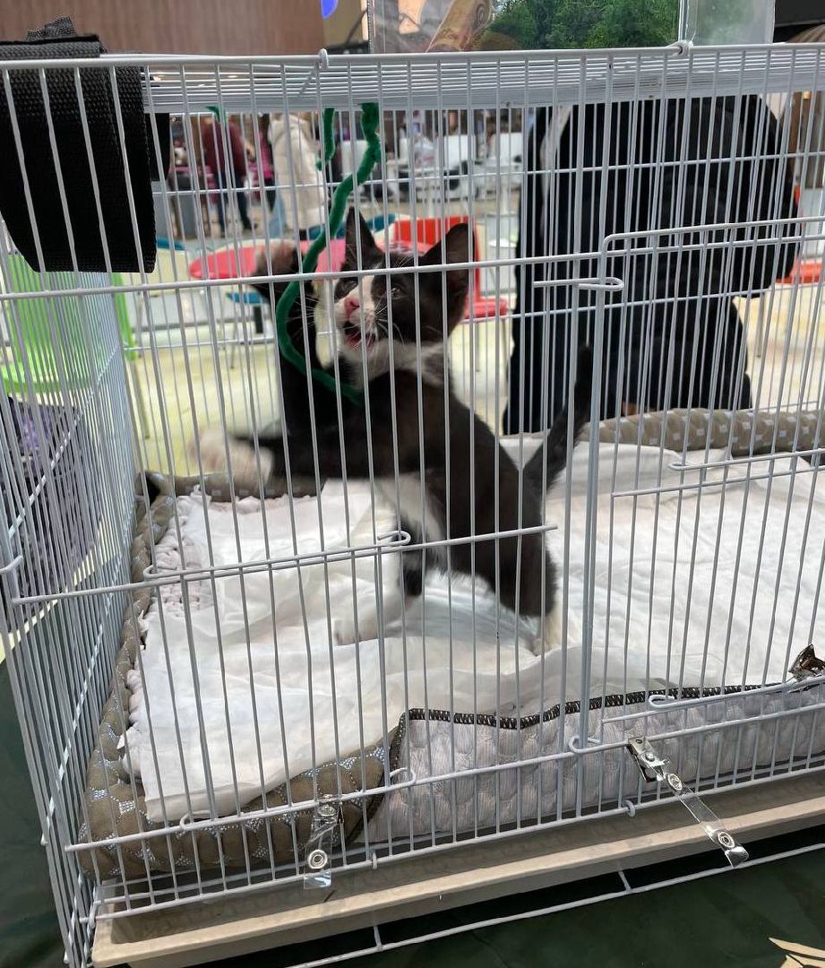 пушкино, волонтерская деятельность, бездомные животные,кошки, собаки, зоопространство,