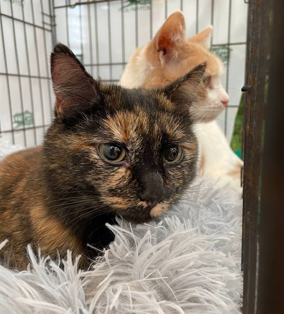 пушкино, волонтерская деятельность, бездомные животные,кошки, собаки, зоопространство,