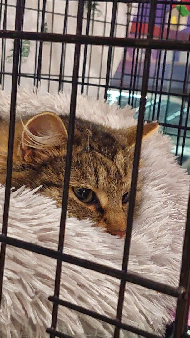 пушкино, волонтерская деятельность, бездомные животные,кошки, собаки, зоопространство,