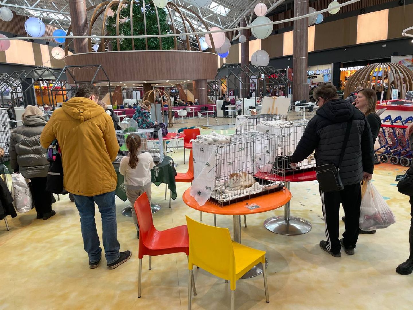 пушкино, волонтерская деятельность, бездомные животные,кошки, собаки, зоопространство,