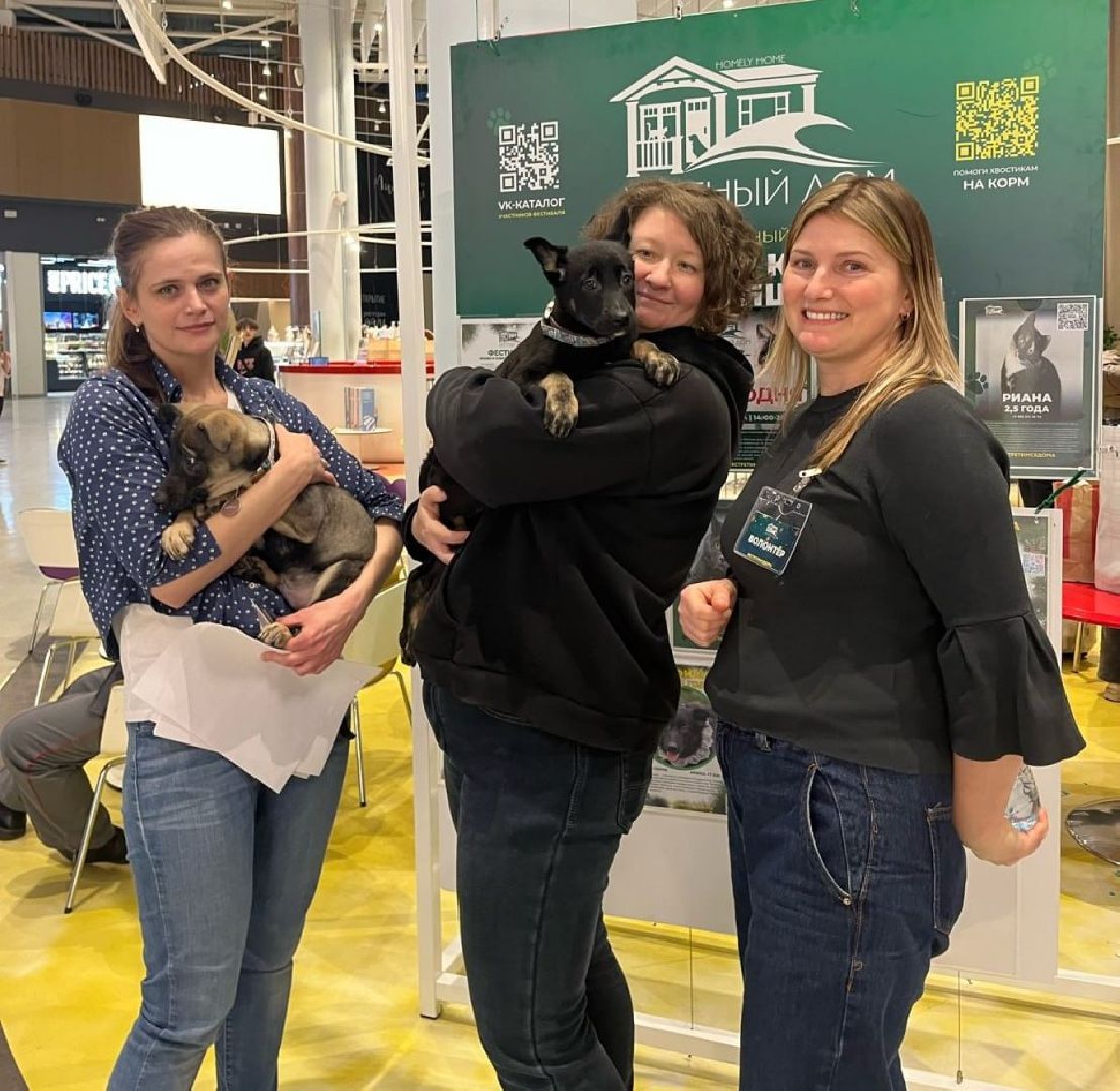 пушкино, волонтерская деятельность, бездомные животные,кошки, собаки, зоопространство,