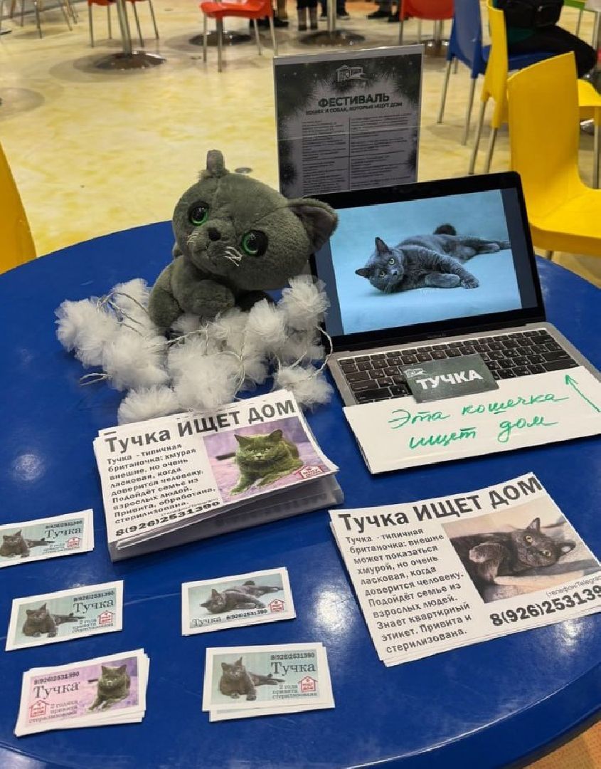 пушкино, волонтерская деятельность, бездомные животные,кошки, собаки, зоопространство,