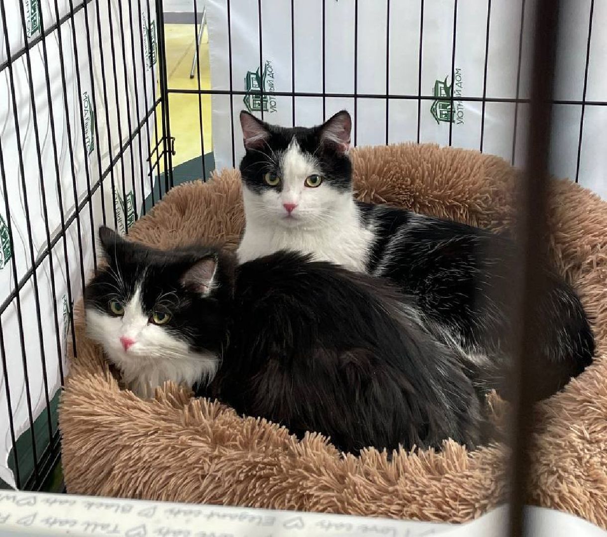 пушкино, волонтерская деятельность, бездомные животные,кошки, собаки, зоопространство,