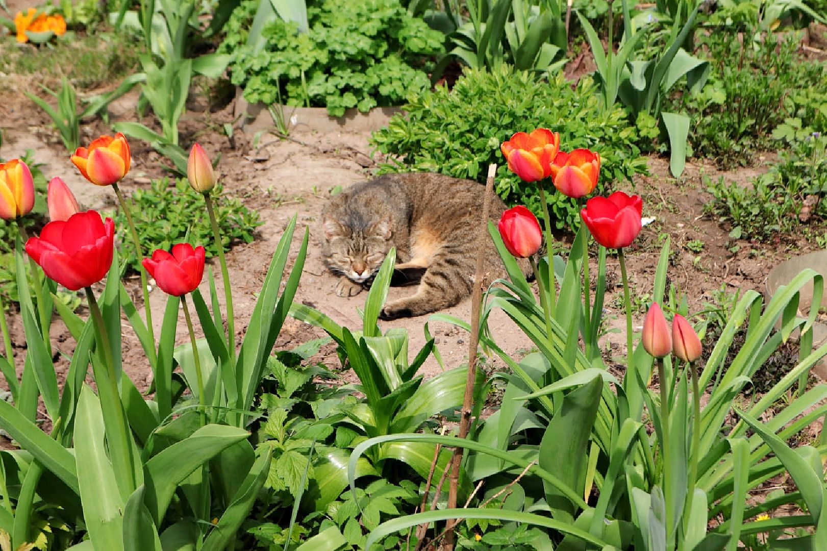 Пущино, благоустройство