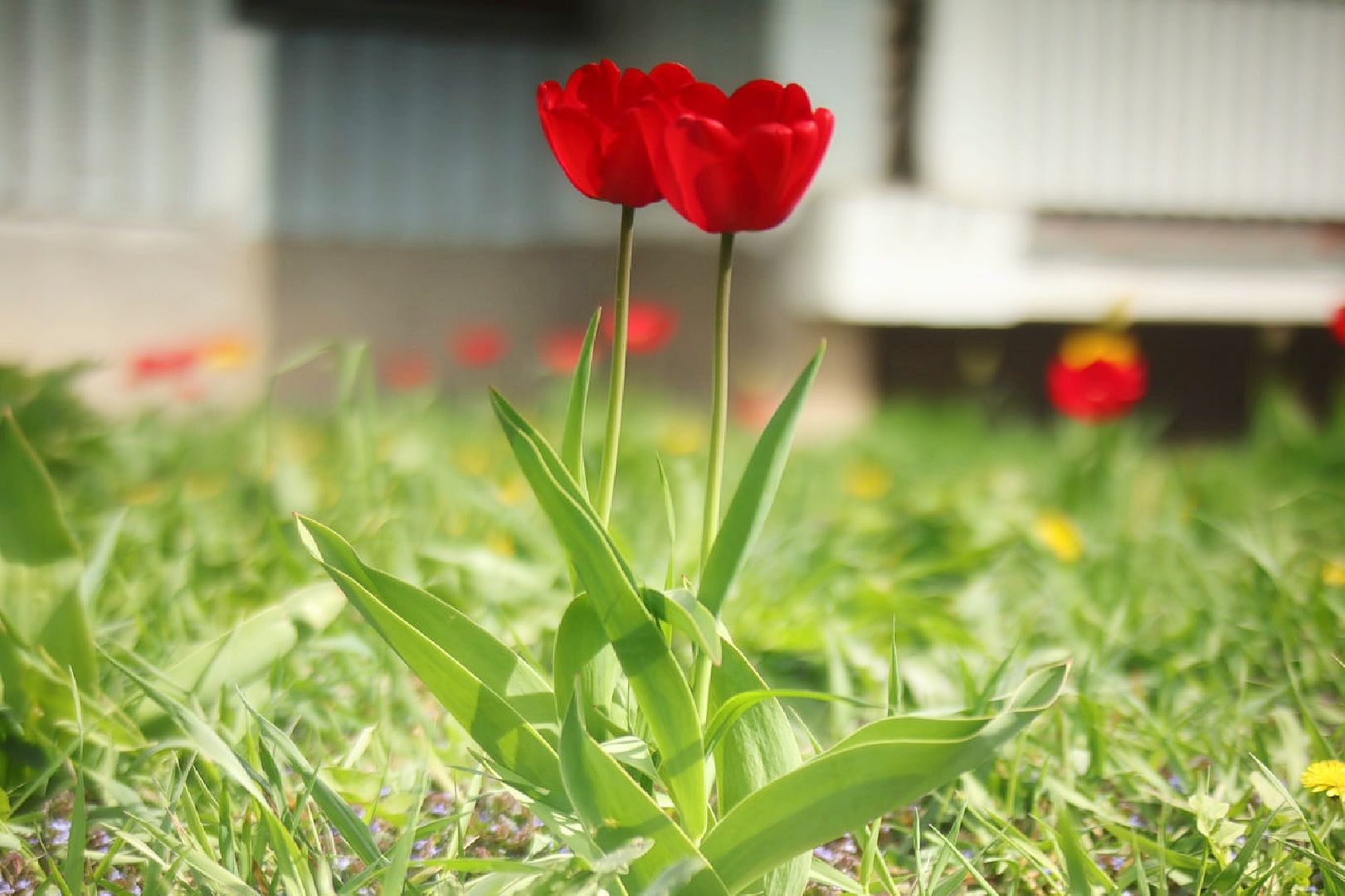 Пущино, благоустройство