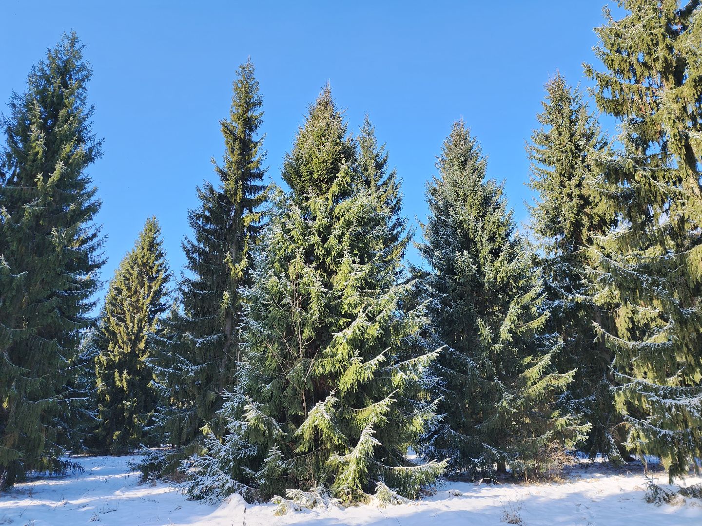 серпухов, подмосковье, заокское участковое лесничество, русский лес,