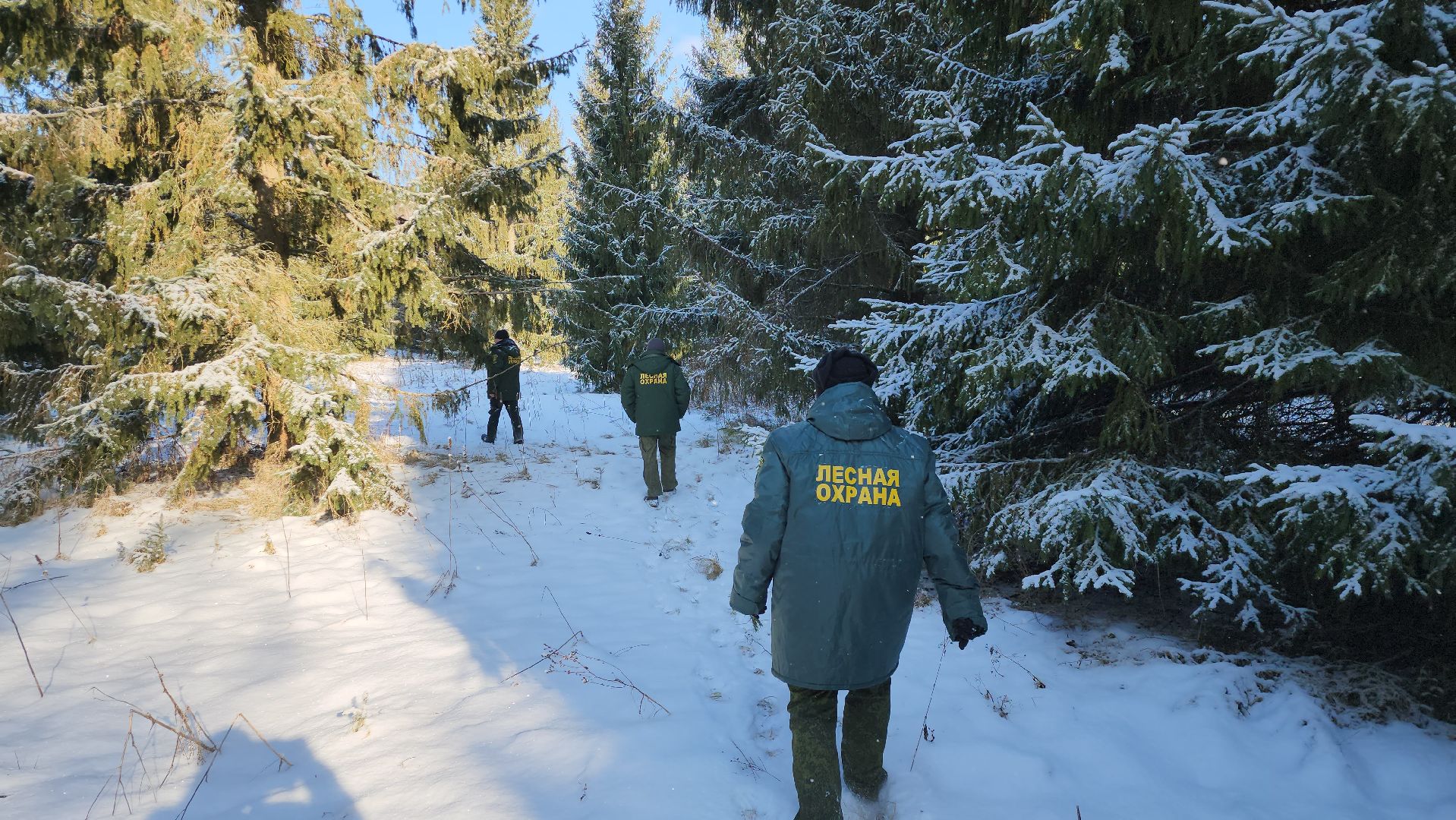 серпухов, подмосковье, заокское участковое лесничество, русский лес,
