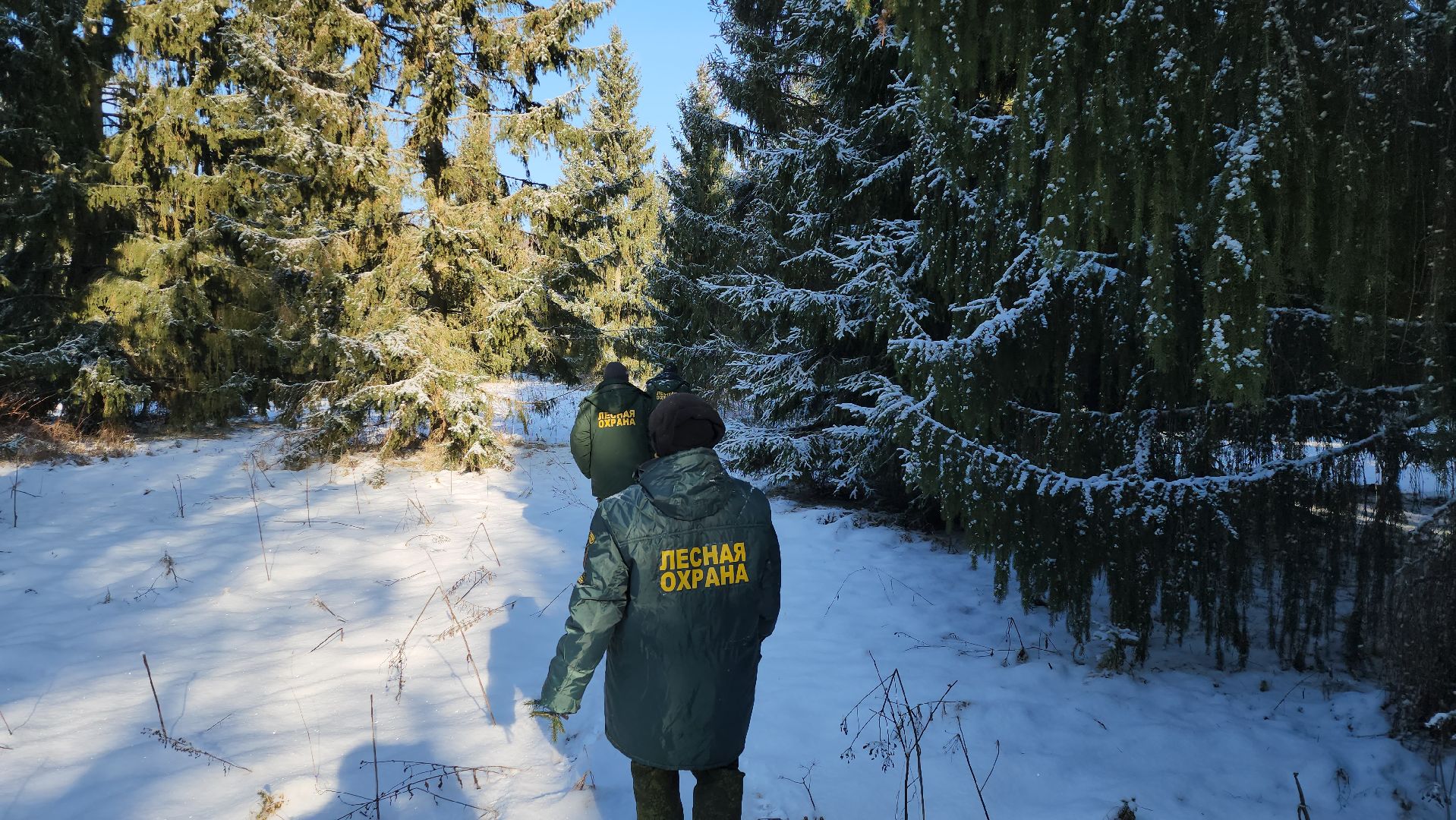 серпухов, подмосковье, заокское участковое лесничество, русский лес,