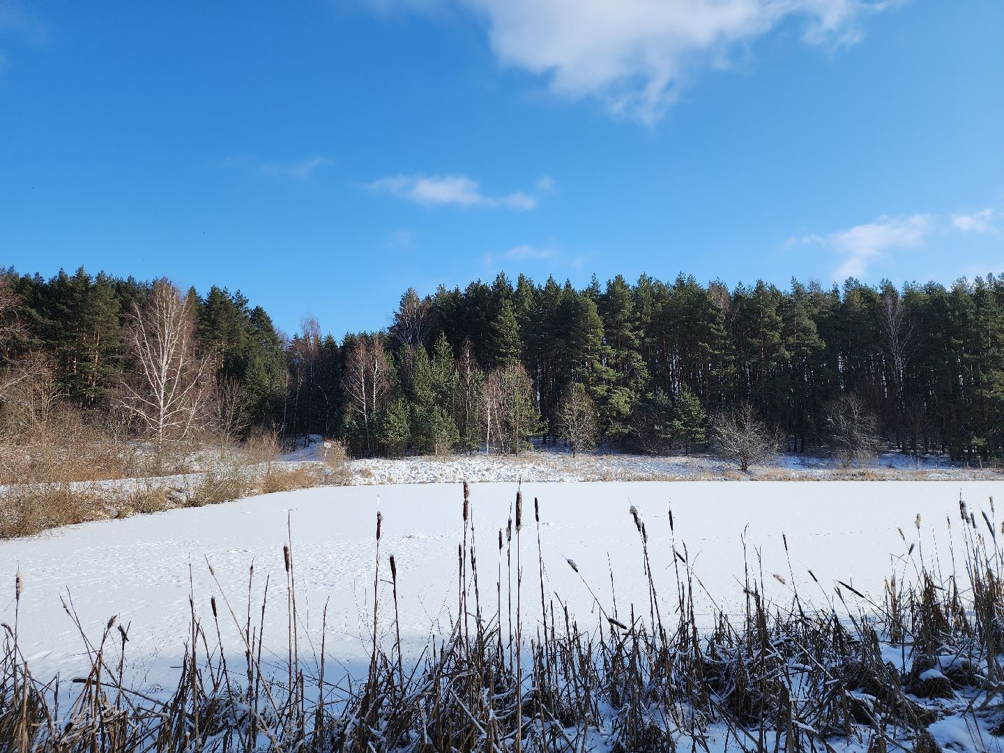 серпухов, подмосковье, заокское участковое лесничество, русский лес,