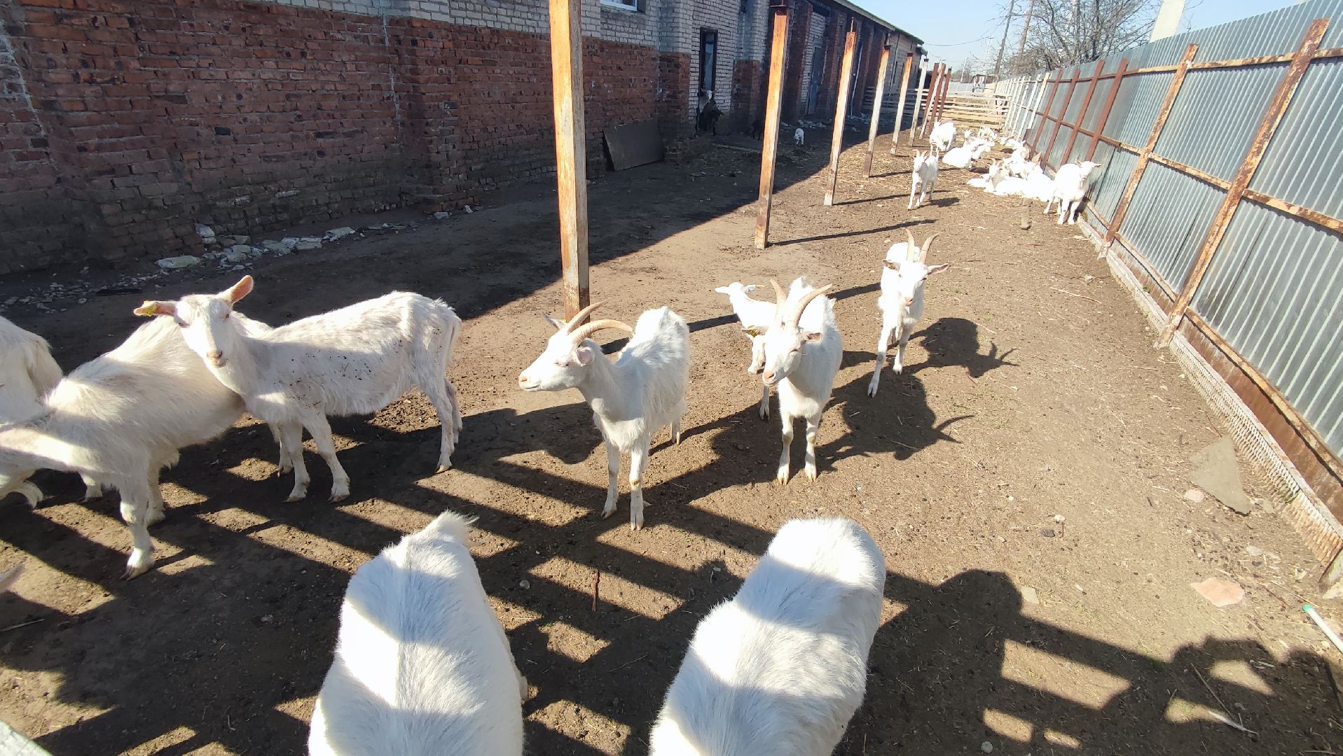 Кашира, экоферма, Знаменское, козы, сельское хозяйство, молоко, сыр