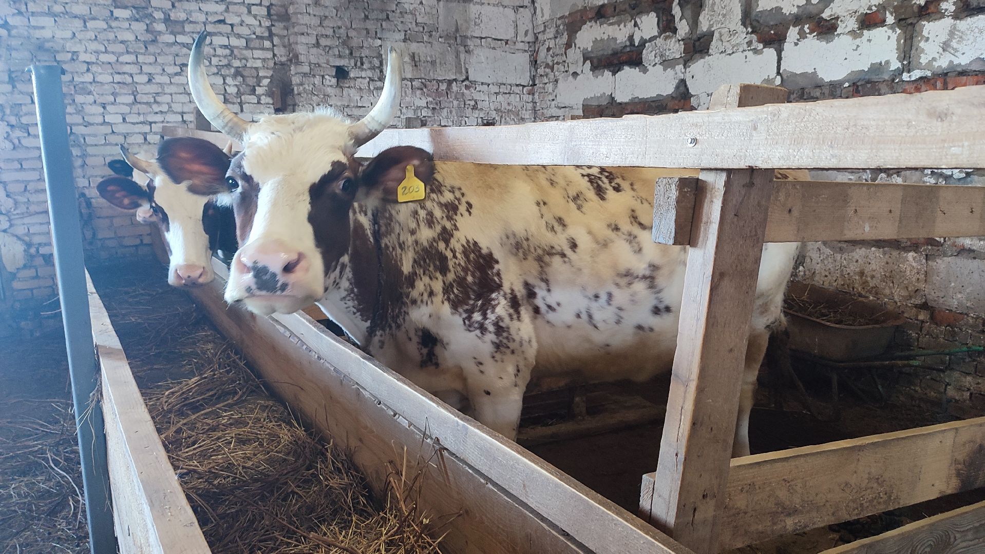 Кашира, экоферма, Знаменское, козы, сельское хозяйство, молоко, сыр