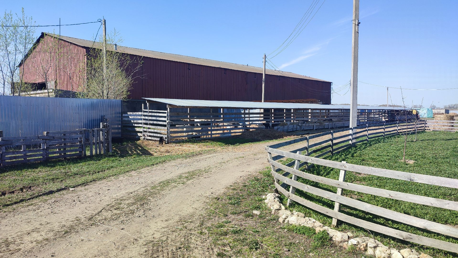 Кашира, экоферма, Знаменское, козы, сельское хозяйство, молоко, сыр