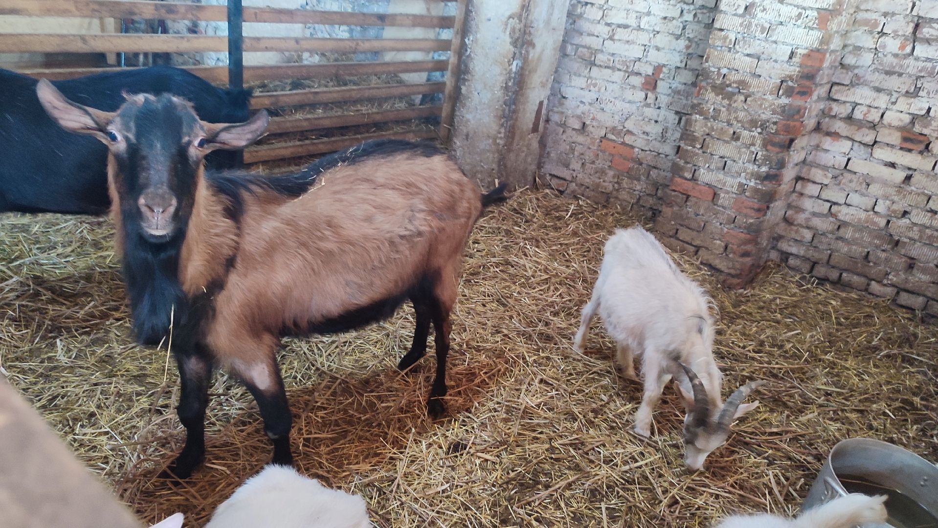 Кашира, экоферма, Знаменское, козы, сельское хозяйство, молоко, сыр