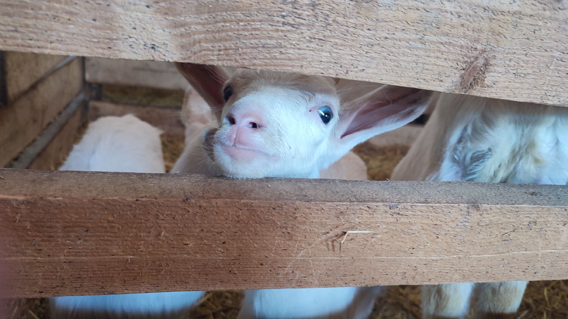 Кашира, экоферма, Знаменское, козы, сельское хозяйство, молоко, сыр