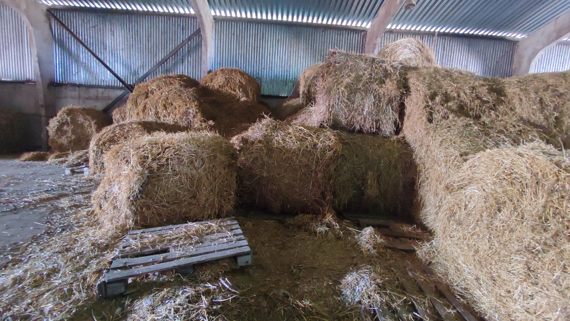 Кашира, экоферма, Знаменское, козы, сельское хозяйство, молоко, сыр