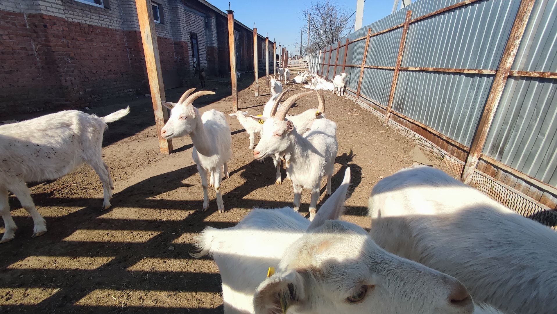 Кашира, экоферма, Знаменское, козы, сельское хозяйство, молоко, сыр