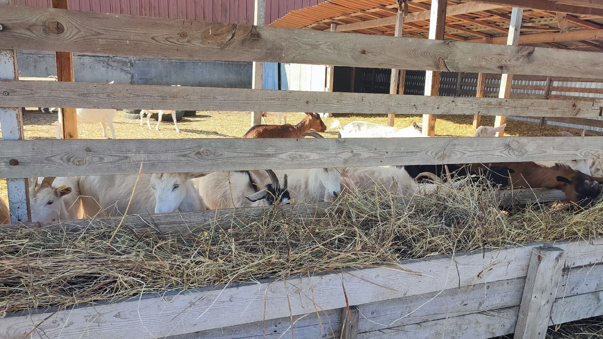 Кашира, экоферма, Знаменское, козы, сельское хозяйство, молоко, сыр