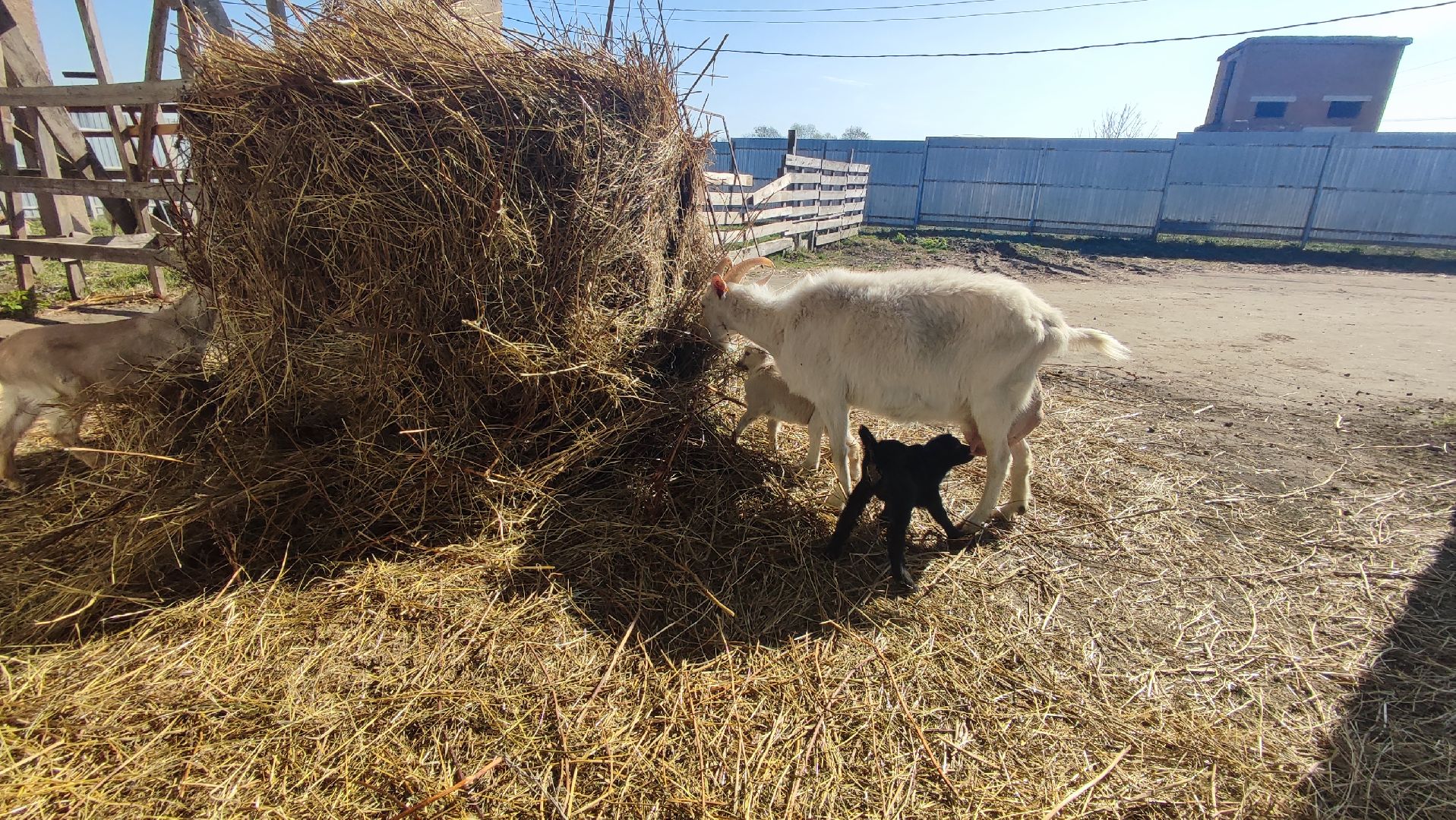 Кашира, экоферма, Знаменское, козы, сельское хозяйство, молоко, сыр