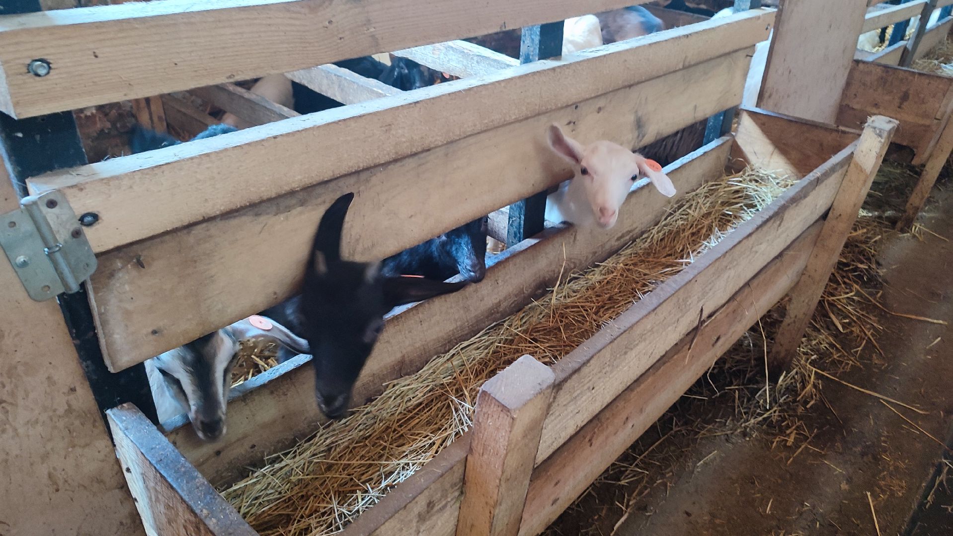 Кашира, экоферма, Знаменское, козы, сельское хозяйство, молоко, сыр