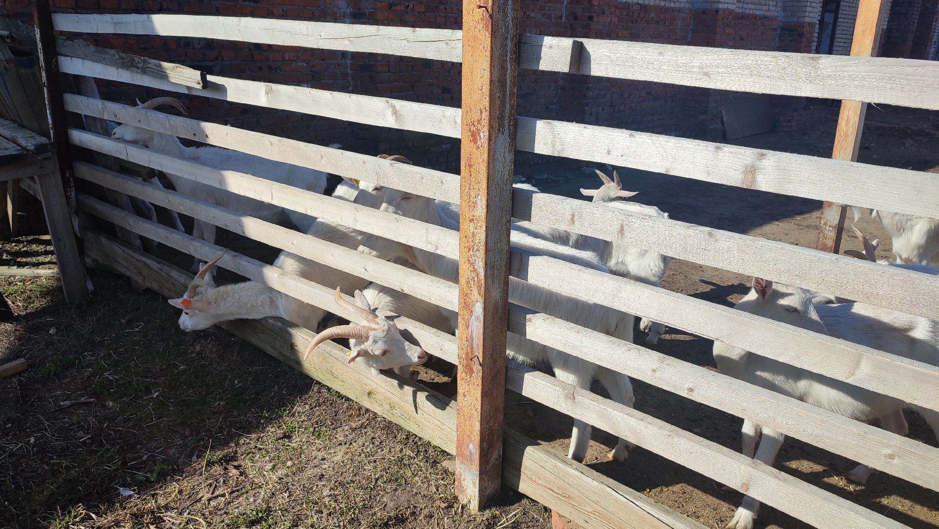 Кашира, экоферма, Знаменское, козы, сельское хозяйство, молоко, сыр